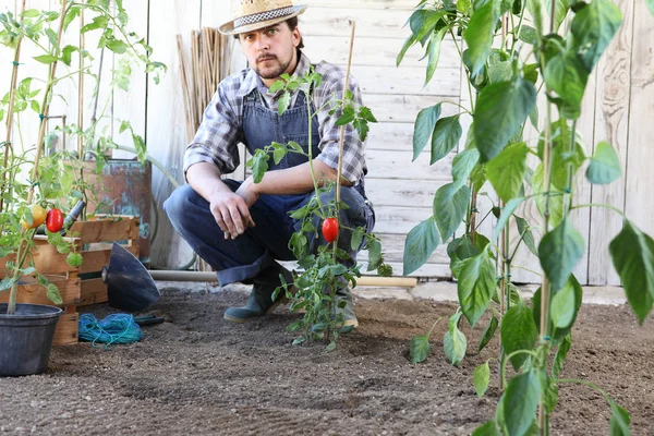 Человек, работающий в огороде с томатными растениями — стоковое фото