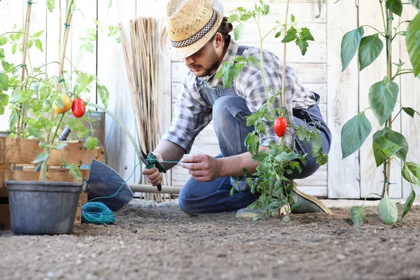 Hombre trabajando en el huerto atar las plantas de tomate, ta —  Fotos de Stock