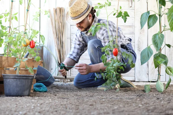 Man arbetar i köks trädgården binda upp tomat plantor, ta — Stockfoto