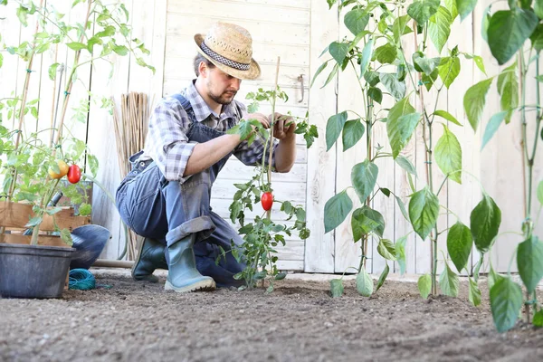 Man werken in de moestuin binden de tomatenplanten, ta — Stockfoto