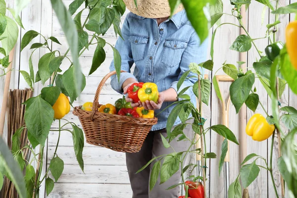 Wanita di kebun sayuran dengan keranjang wicker memetik swe berwarna — Stok Foto