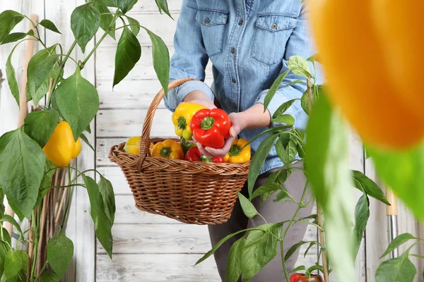 Wanita di kebun sayuran dengan keranjang wicker memetik swe berwarna — Stok Foto