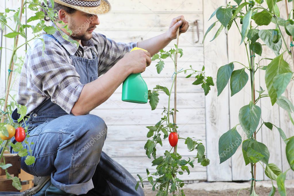 man in vegetable garden sprays pesticide on leaf of tomato plant