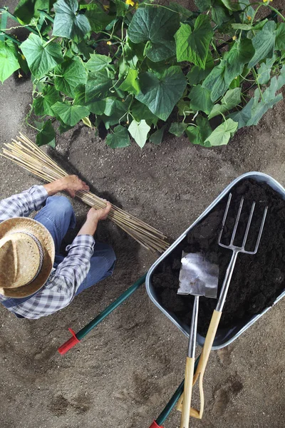 Pria yang bekerja di kebun sayuran dengan tongkat bambu untuk mengikat p — Stok Foto