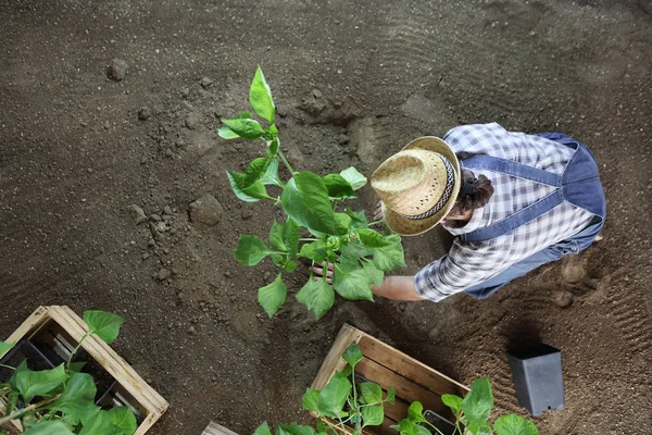 Manusia berkebun bekerja di kebun sayuran tempat tanaman di — Stok Foto