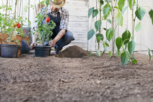 男は、ベジータの土に鉢からトマトを植える — ストック写真