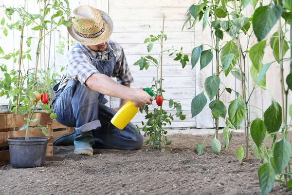 Man in moestuin sprays pesticide op blad van tomatenplant — Stockfoto