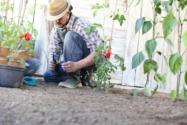 Homem que trabalha na horta amarrar as plantas de tomate, ta — Fotografia de Stock