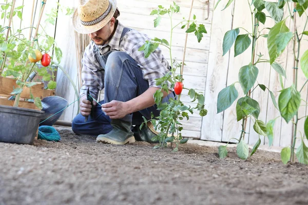 Man arbetar i köks trädgården binda upp tomat plantor, ta — Stockfoto