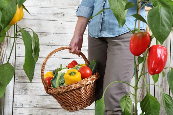 Wanita di kebun sayuran dengan keranjang Wicker penuh sayuran — Stok Foto