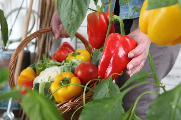 Wanita tangan di kebun sayuran dengan keranjang wicker memetik warna — Stok Foto
