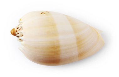 Beyaz arka plan üzerinde üstten görünüm izole deniz kabuğu