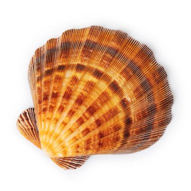 Beyaz arka plan üzerinde üstten görünüm izole deniz kabuğu