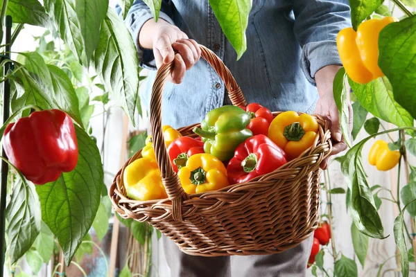 Wanita tangan di kebun sayuran dengan keranjang wicker memetik warna — Stok Foto