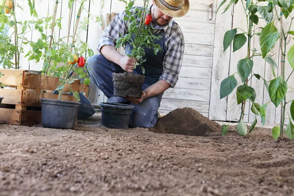 El hombre planta tomates de las ollas en el suelo de la vegeta —  Fotos de Stock