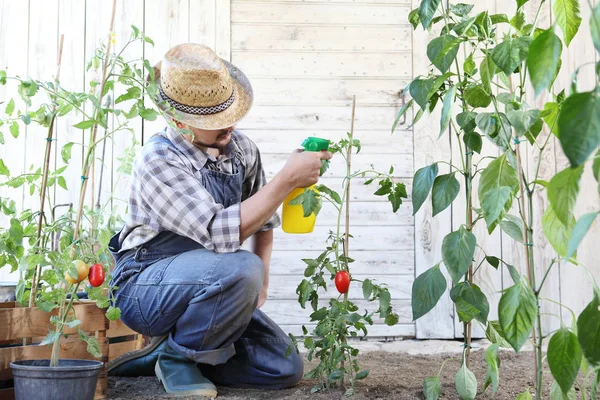 Man in moestuin sprays pesticide op blad van tomatenplant — Stockfoto