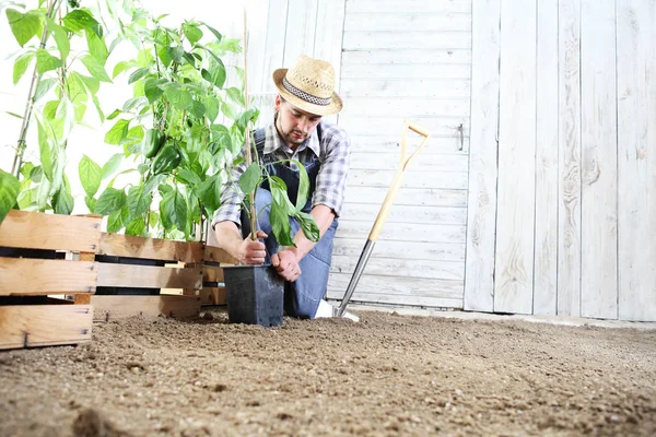 Man plant uit een zaailing in de moestuin, werken van de bodem — Stockfoto