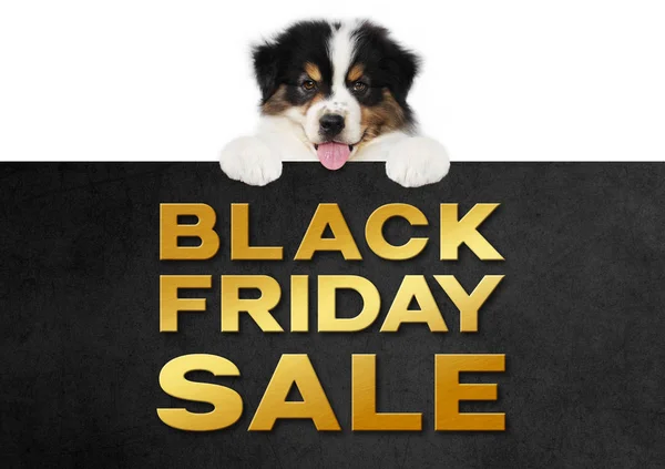 Perro mascota divertido cachorro mostrando negro viernes venta texto dorado escribir — Foto de Stock