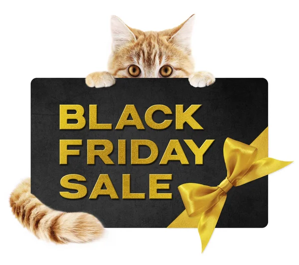 Gato mascota divertida mostrando negro viernes venta texto de oro escrito en b — Foto de Stock