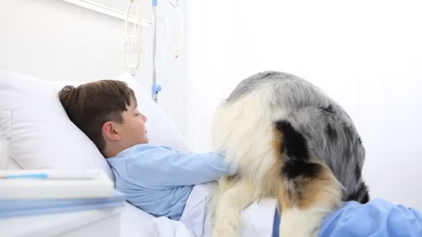 病院のベッドに寝そべっている孤独で病気の子供の犬療法は犬の幸せを元気づけています — ストック動画