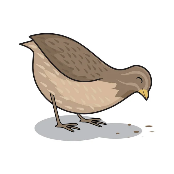 Codorniz Pássaro Cartoon Comer Animais Ilustração — Vetor de Stock