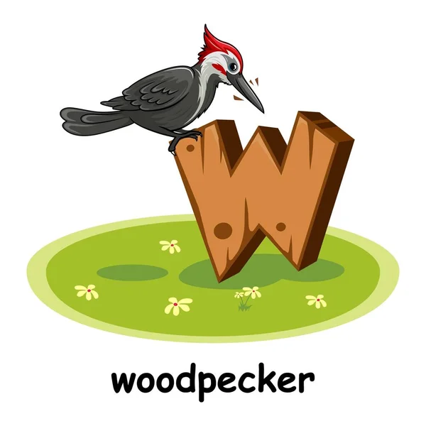 Woodpecker Ξύλινο Αλφάβητο Εκπαίδευση Ζώων Γράμμα — Διανυσματικό Αρχείο