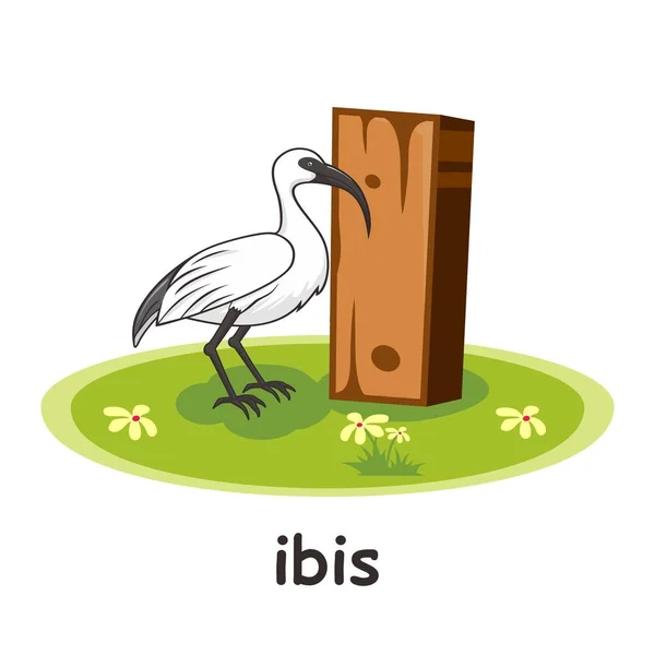 Ibis Cartoon Wood Alphabet Animation Letter — стоковый вектор