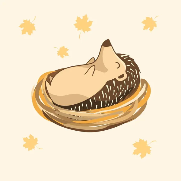 Hedgehog Cartoon Sleep Nest Porcupine Animais Bonitos —  Vetores de Stock