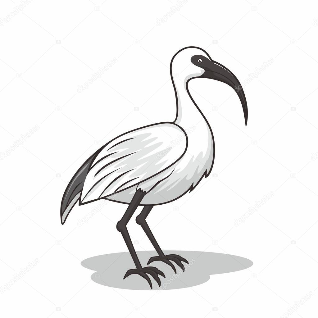White Ibis Bird Cartoon
