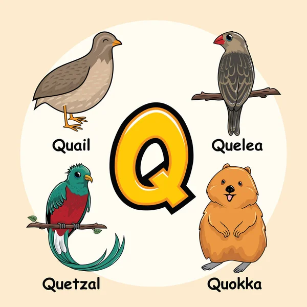 Симпатичные Животные Алфавит Буква Перепела Quelea Quetzal Quokka — стоковый вектор