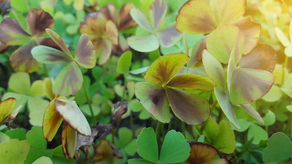 Marsilea, a plant that usually lives on the edge of an irrigation ditch or a ditch — Stock Photo, Image