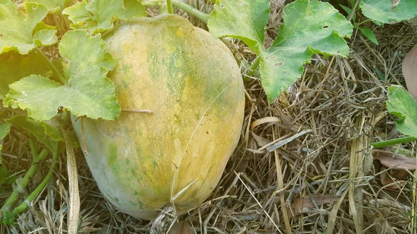 Cucumis melo, genellikle serinletici bir içecek olarak yapılan karpuz ailesinden bir meyve — Stok fotoğraf