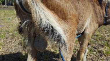 Sağlıklı erkek keçiler, kurban olarak katledilmeye hazır