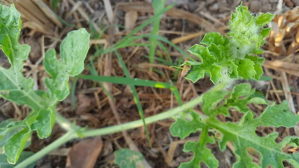 Brotos de melancia, uma das culturas agrícolas com bom valor comercial — Fotografia de Stock