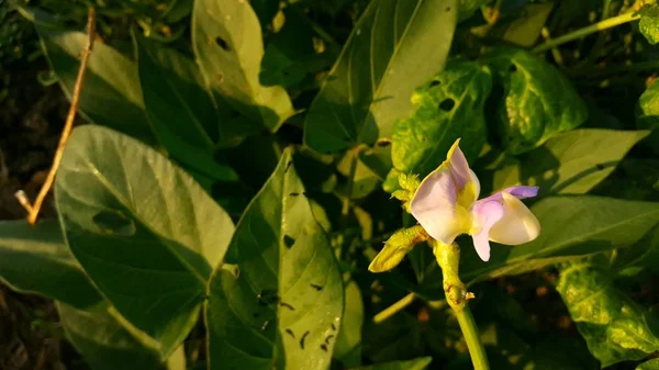 Fabaceae nebo Leguminosae, obecně známá jako luštěniny, hrachová nebo fazolová rodina, jsou velkou a ekonomicky významnou rodinou kvetoucích rostlin. — Stock fotografie