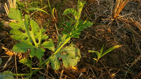 西瓜芽，一种具有良好商业价值的农作物 — 图库照片