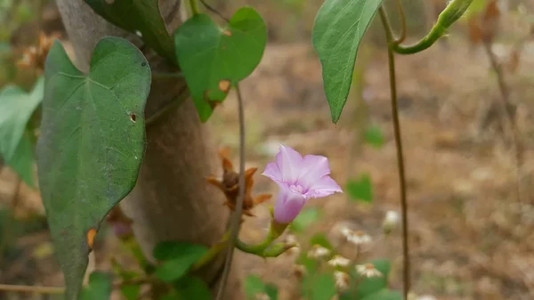 Ipomoea aquatica Forsk, una pianta che è un tipo di verdura — Foto Stock