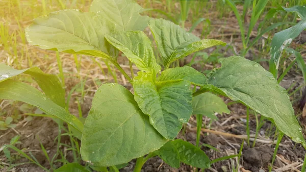 Spinach tanaman di kebun, dengan izin hijau — Stok Foto