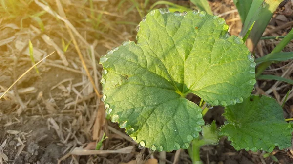 Tunas semangka, salah satu tanaman pertanian dengan nilai usaha yang baik — Stok Foto