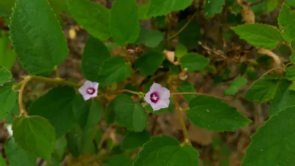 Ipomoea aquатіца Форськ, рослина, що є одним з видів рослинного — стокове фото