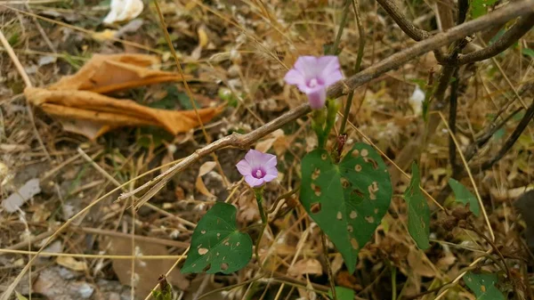 Ipomoea Aquatica Forsk, rostlina, která je druhem rostlinné — Stock fotografie