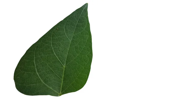 Голубиный горох Cajanus cajan лист, тропическое растение — стоковое фото