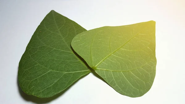 Holubník Cajanus cajan list, tropická rostlina — Stock fotografie