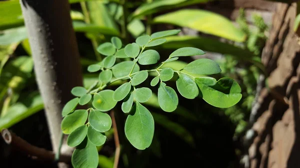 Feuilles de Moringa - Moringa oleifera (l'espèce la plus cultivée du genre Moringa) — Photo