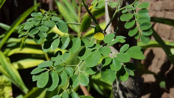 Moringa leafs - Moringa oleifera (наиболее распространенный вид рода Moringa — стоковое фото