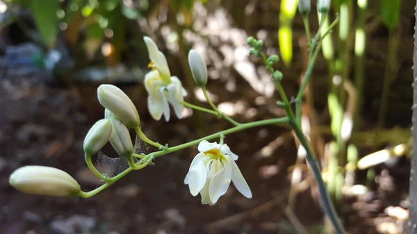 Foglie di Moringa - Moringa oleifera (la specie più coltivata del genere Moringa — Foto Stock