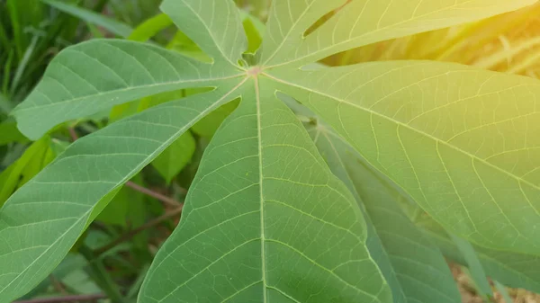 Daun singkong, tanaman pangan alternatif — Stok Foto