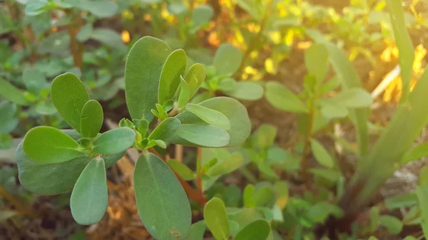 Portulaca oleracea es una suculenta anual de la familia Portulacaceae. —  Fotos de Stock