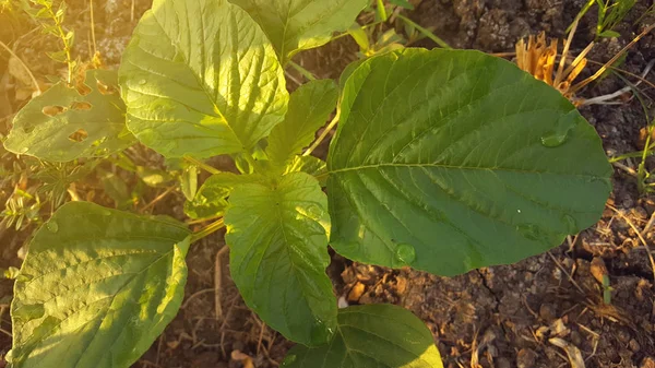 Spinatpflanzen im Garten, mit grünem Blatt — Stockfoto