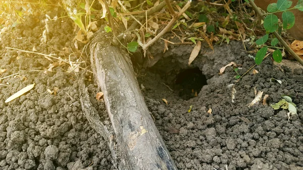 Lubang sawah tikus, salah satu hewan pengerat yang merugikan petani dengan merusak tanaman Stok Foto